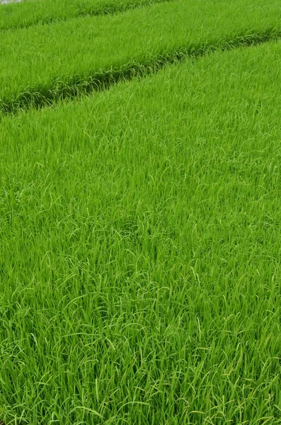 Grünes Reisfeld — Stockfoto