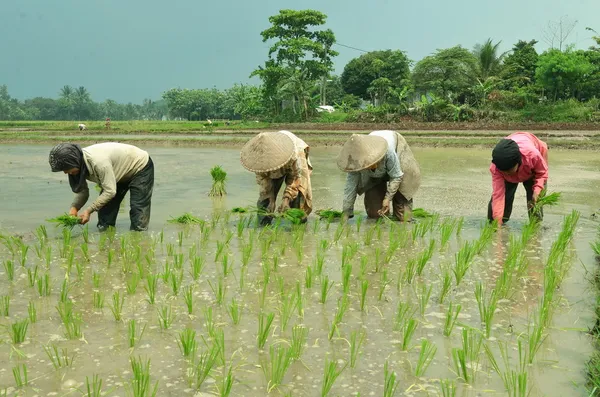 Indústria agrícola: Trabalhador do campo de arroz — Fotografia de Stock