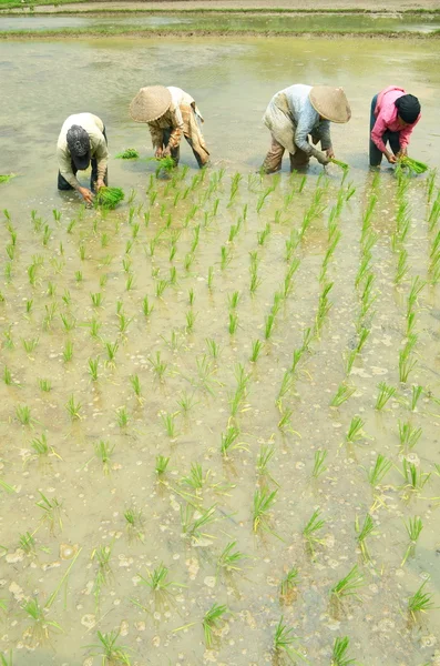 Industri pertanian: Pekerja sawah — Stok Foto