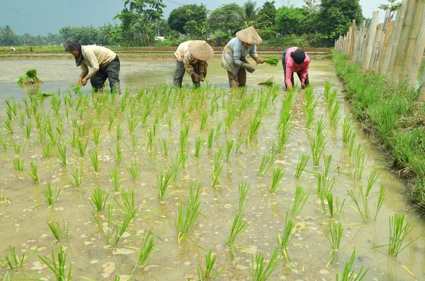 Сільське господарство промисловість: рисові поля працівник — стокове фото