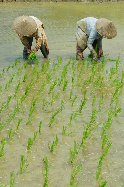 Industri pertanian: Pekerja sawah — Stok Foto