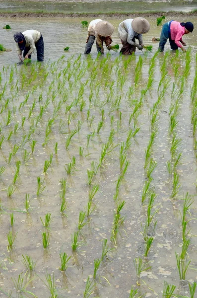 Indústria agrícola: Trabalhador do campo de arroz — Fotografia de Stock