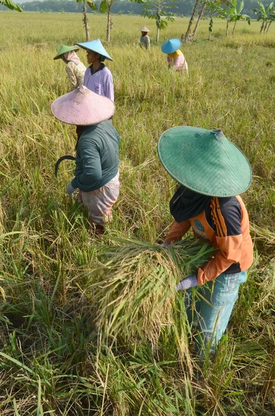 Ris fält arbetare — Stockfoto