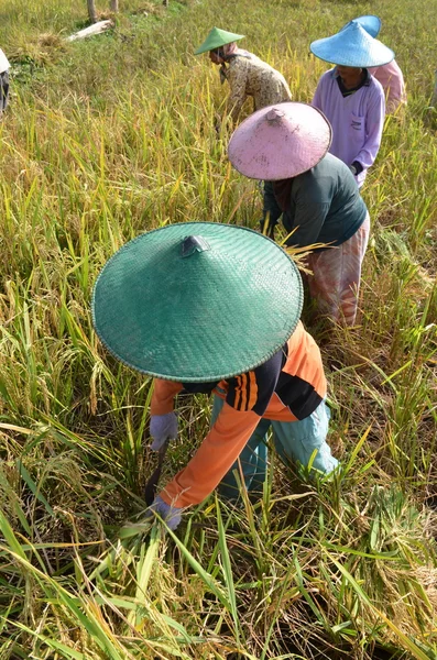 Ρύζι εργαζόμενο στο πεδίο — Φωτογραφία Αρχείου