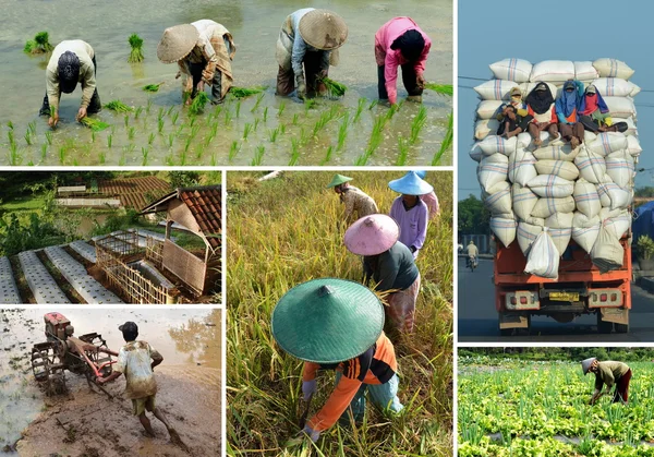 Landbouw collage — Stockfoto