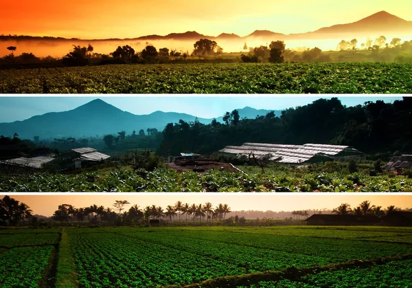 Farm landscape collage — Stock Photo, Image