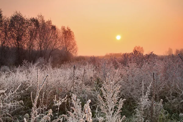 Winter sunrise in the forest