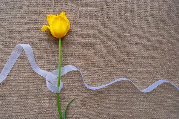 Postal con tulipán amarillo y cinta blanca sobre tela para saquear — Foto de Stock