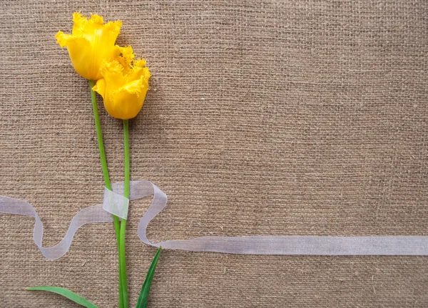Due tulipani gialli con un nastro bianco su un panno di sacco — Foto Stock