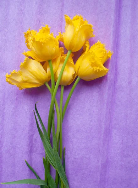 Card with yellow tulips on violet background — Stock Photo, Image