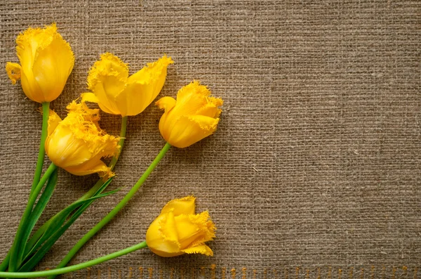 Kartpostal ile kumaş çuval bezi üzerinde Sarı laleler — Stok fotoğraf