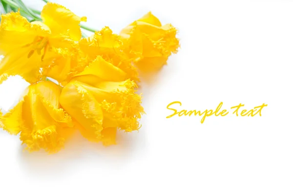 Pocztówka do tekstu z żółtych tulipanów na białym papierze — Zdjęcie stockowe
