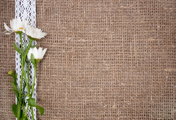 Postcard with camomile on hessian cloth — Stock Photo, Image