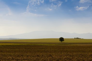 bir alandaki tek bir ağaç.