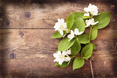 Yasemin hasır, ahşap arka plan çiçeklenme.