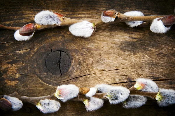 Catkins branches in a rustic wooden board. — Stock Photo, Image