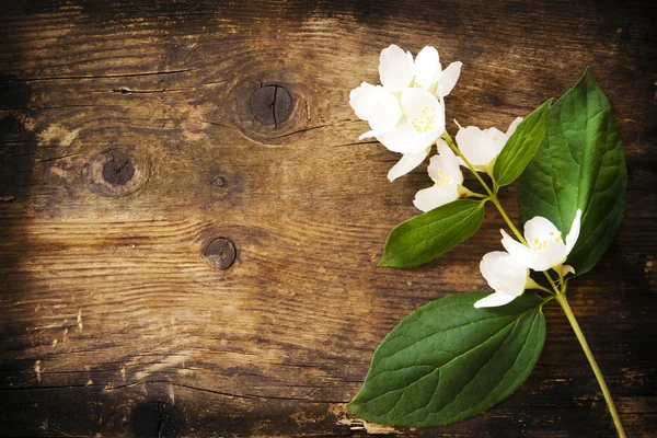 Flores de jasmim e folhas na tábua de madeira marrom. — Fotografia de Stock