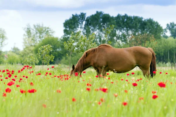 The horses graze outdoors in a flowering meadow. — Stock Photo, Image