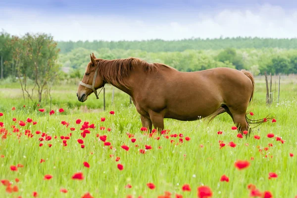 Horses graze in a poppy field. — Stock Photo, Image