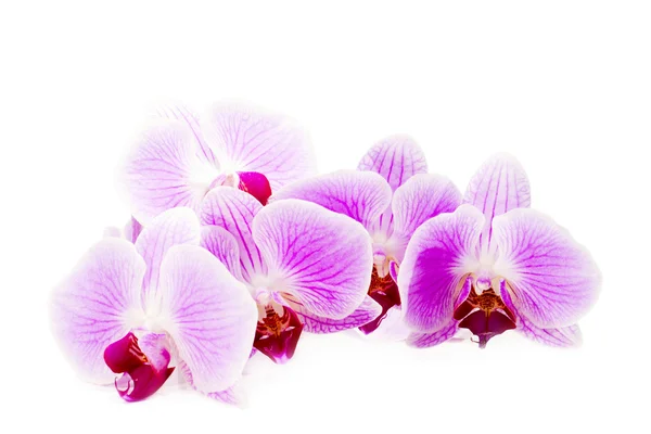 Beautiful pink orchid flower on the white background. — Stock Photo, Image