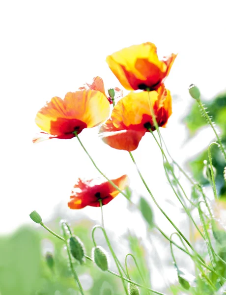 The green meadow blooming poppy. — Stock Photo, Image