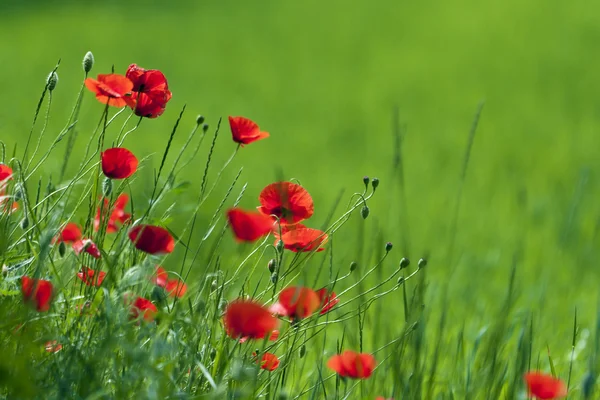 Beautiful red poppy in the green field. — Stock Photo, Image