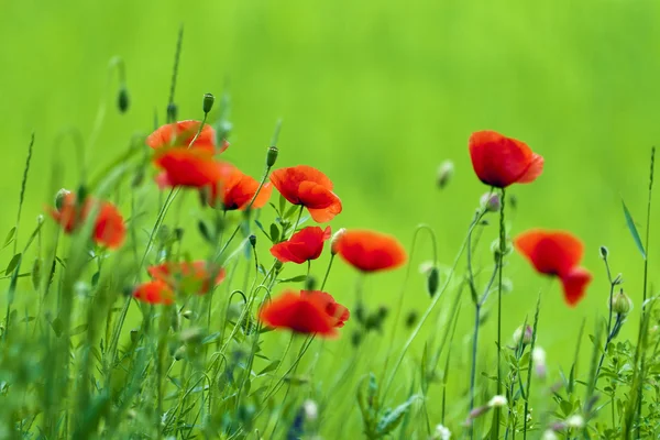 Flowering poppies in the field. — Stock Photo, Image