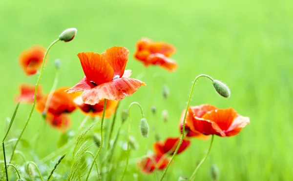 Beautiful red poppy in the green field. — Stock Photo, Image