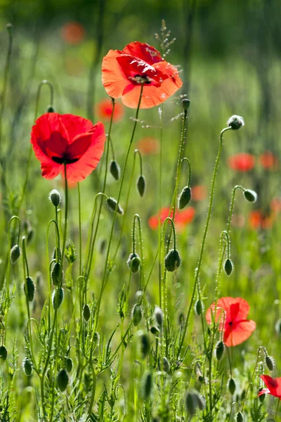 Beautiful red poppy in the green field. — Stock Photo, Image
