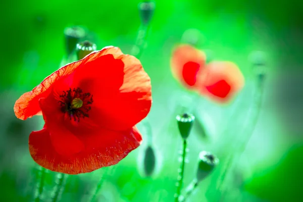 Red poppy flower in the green field. — Stock Photo, Image