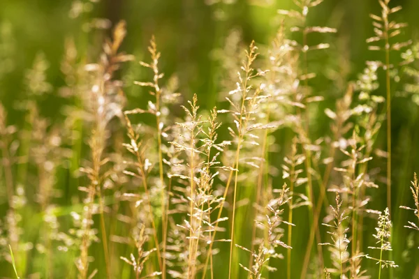 Close ear on the grass. — Stock Photo, Image