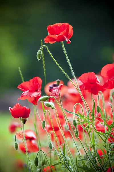 Flowering poppies in the field. — Stock Photo, Image