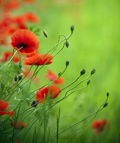 Beautiful red poppy in the green field. — Stock Photo, Image