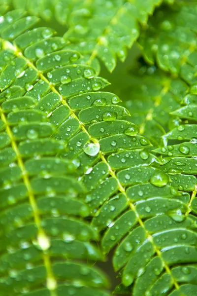 Vattendroppar på gröna akacia blad efter regn. Royaltyfria Stockfoton