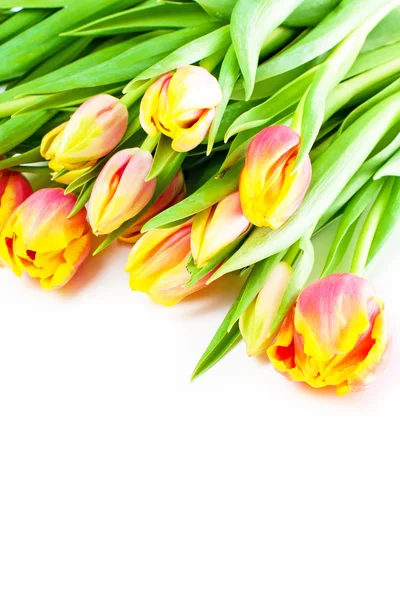 Beau bouquet de tulipes colorées. — Photo