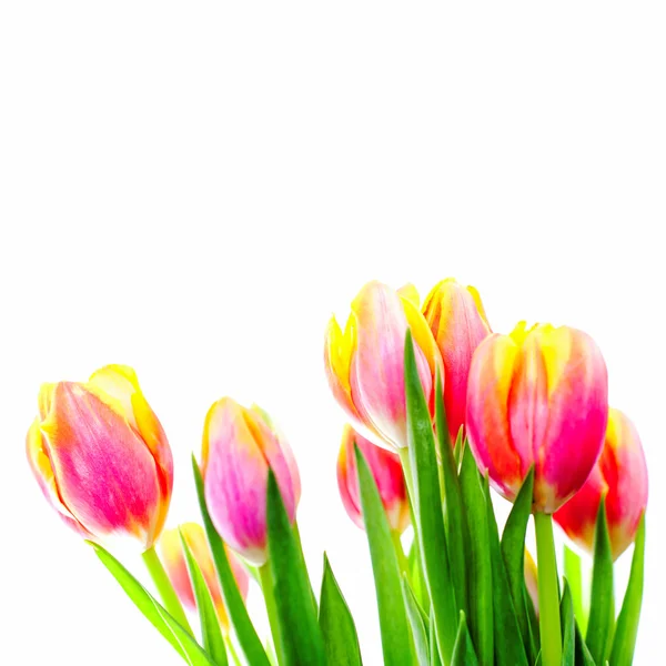 Beautiful bouquet of colorful tulips. — Stock Photo, Image