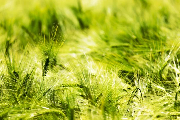 Wheat ears of the arable land. — Stock Photo, Image