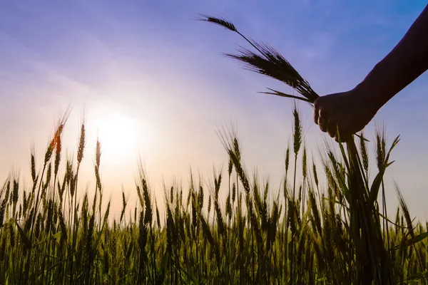 Die Hände halten die Ähren des Maisfeldes. — Stockfoto