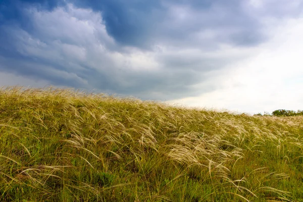 Nel campo dei campi eolici sopra la Stipa . — Foto Stock