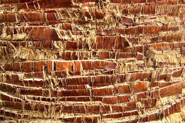 Texture of palm bark — Stock Photo, Image