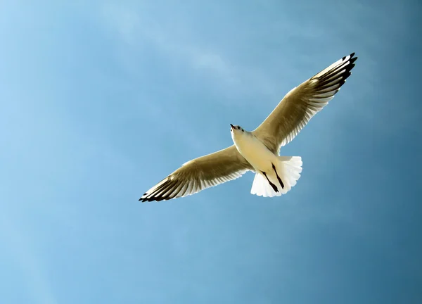 Un'immagine di un gabbiano nel cielo — Foto Stock