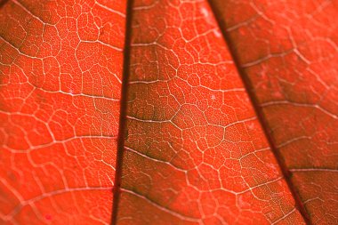 Kırmızı yaprak dokusu