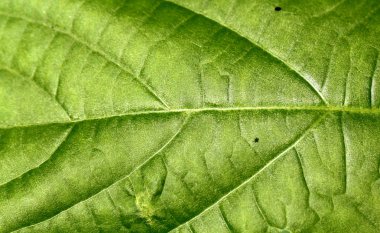 yeşil bir yaprağın dokusu .