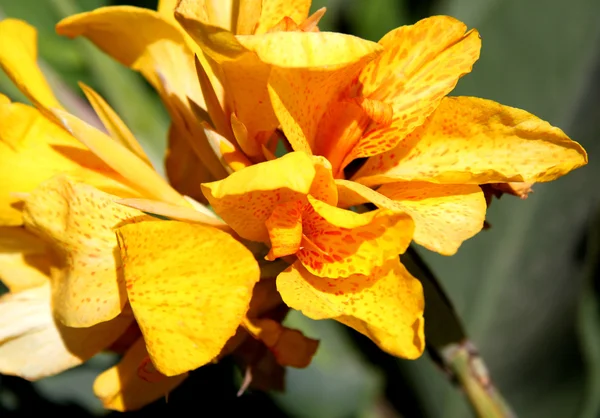Grande flor amarela bonita — Fotografia de Stock