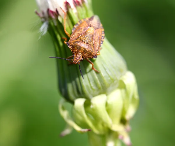 Bug on a green dandelion — Stock Photo, Image