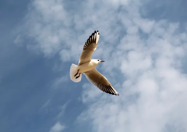 Gaivota voando no céu — Fotografia de Stock