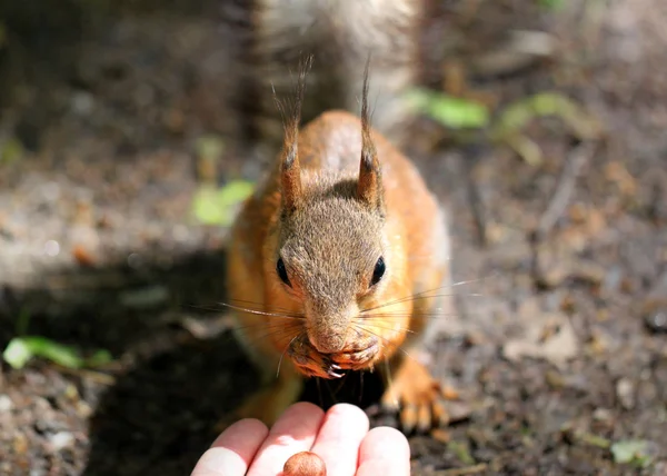 Porträt eines Eichhörnchens, das mit den Händen isst — Stockfoto