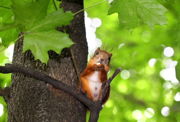 Scoiattolo mastica noce seduto su un albero — Foto Stock