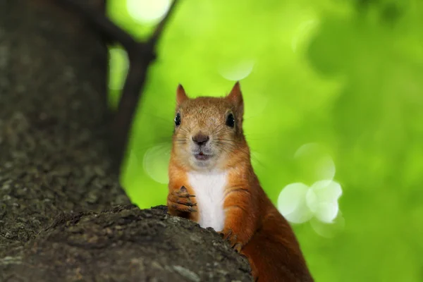 Squirrel nut chewing — Stock Photo, Image