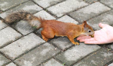 Sincap fındık iki elle yeme